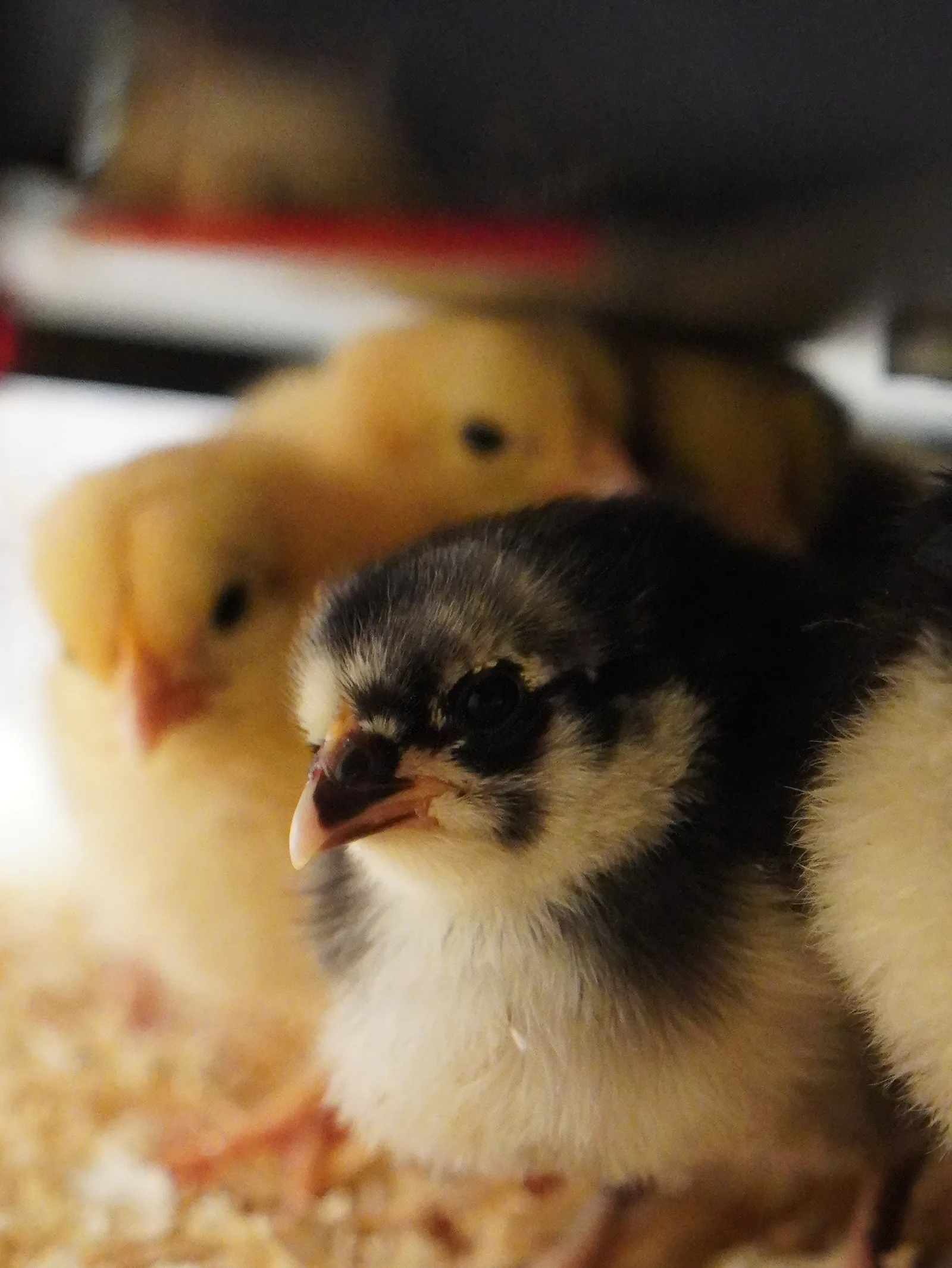 Young chicks gathered together